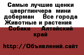 Самые лучшие щенки цвергпинчера (мини доберман) - Все города Животные и растения » Собаки   . Алтайский край